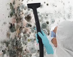 Best Black Mold Removal  in Basile, LA